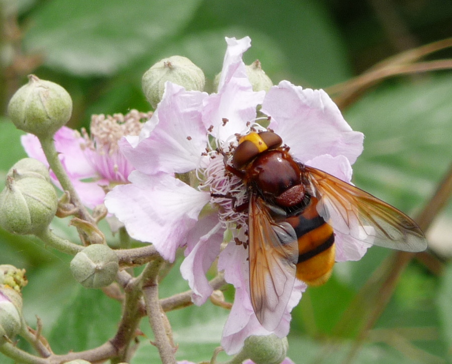 Volucella zonaria (Syrphidae)
